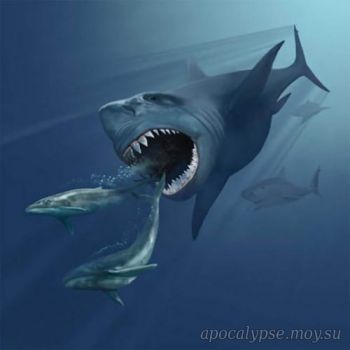 ТОП-25: Факты об акулах, которые вам могут быть интересны